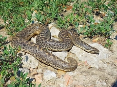 Javelin Sand Boa
