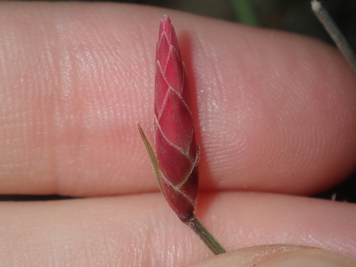 Image of Johnsonia pubescens by (c) Thomas Mesaglio, some rights reserved (CC BY)