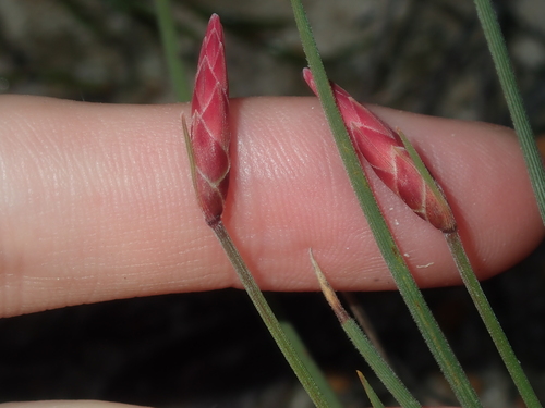 Image of Johnsonia pubescens by (c) Thomas Mesaglio, some rights reserved (CC BY)