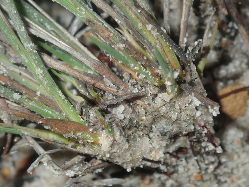 Image of Johnsonia pubescens by (c) Thomas Mesaglio, some rights reserved (CC BY)