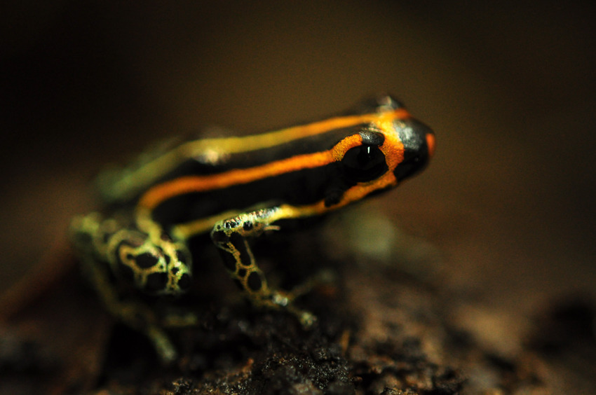 Ranitomeya toraro