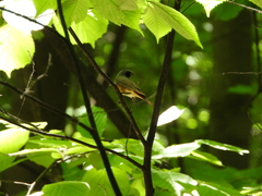 Phoenicurus phoenicurus