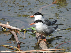 Sterna hirundo