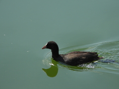 Fulica atra
