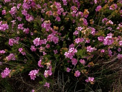 Acmadenia obtusata