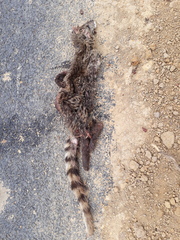 Viverricula indica indica