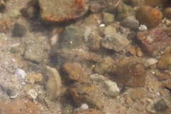 Pseudogobius poicilosoma