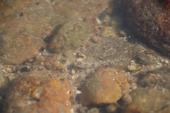 Pseudogobius poicilosoma