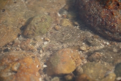 Pseudogobius poicilosoma