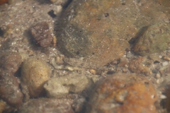 Pseudogobius poicilosoma