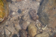 Pseudogobius poicilosoma