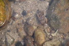 Pseudogobius poicilosoma