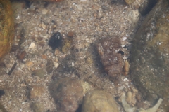 Pseudogobius poicilosoma