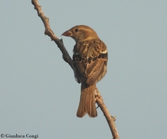 Passer hispaniolensis