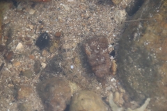 Pseudogobius poicilosoma