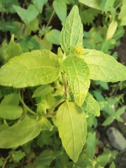 Eleutheranthera ruderalis