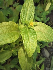 Eleutheranthera ruderalis