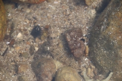 Pseudogobius poicilosoma