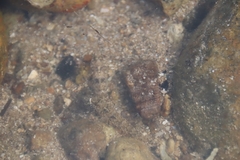 Pseudogobius poicilosoma