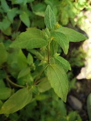 Eleutheranthera ruderalis