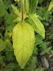 Eleutheranthera ruderalis