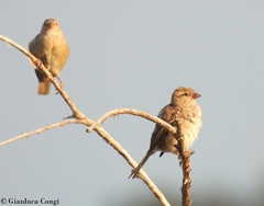 Passer hispaniolensis