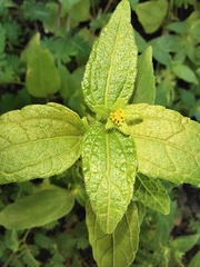 Eleutheranthera ruderalis