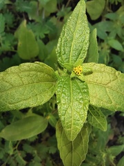 Eleutheranthera ruderalis