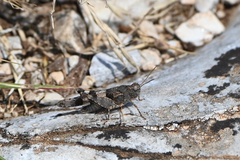 Oedipoda germanica meridionalis