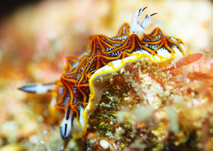 Halgerda tessellata