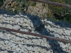 Podarcis siculus siculus