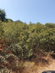 Prunus ursina