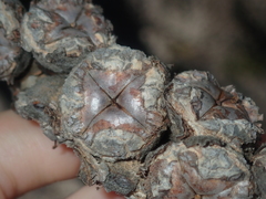 Leptospermum spinescens