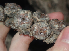 Leptospermum spinescens