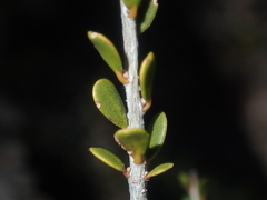 Leptospermum spinescens