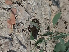 Podarcis siculus siculus