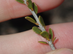 Leptospermum spinescens