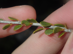Leptospermum spinescens