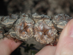 Leptospermum spinescens