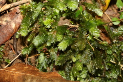 Cyathophorum bulbosum