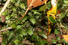 Cyathophorum bulbosum