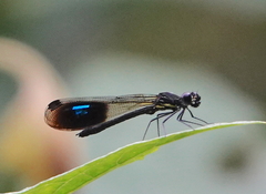 Rhinocypha heterostigma