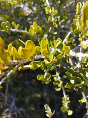 Pyrostria hystrix