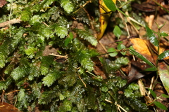 Cyathophorum bulbosum