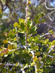 Pyrostria hystrix