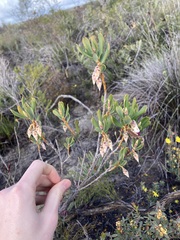 Conostephium pendulum
