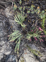 Darwinia speciosa