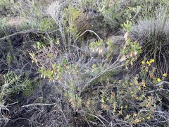 Conostephium pendulum