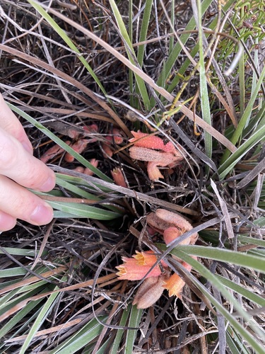 Image of Blancoa canescens by (c) Thomas Mesaglio, some rights reserved (CC BY)