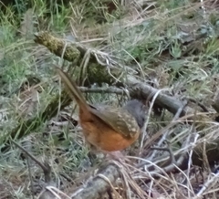 Pipilo maculatus macronyx